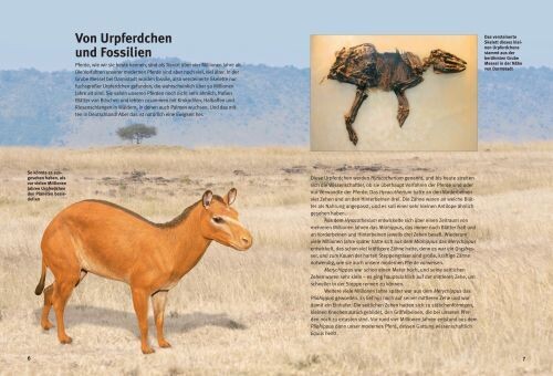 S. Hornung: Entdecke die Pferde (Kinderbuch) EU B2B KUNDEN