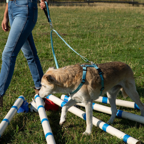 harmony-harness-complete-set.png