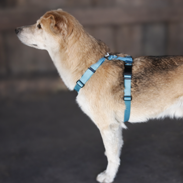  Tellington TTouch® Harmony Hundegeschirr - FARBE LILAXXS