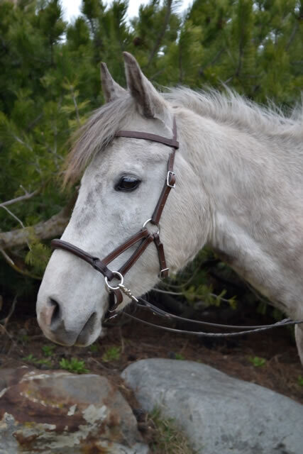 Original Tellington Lindel Gebisslose Zäumung FARBE SCHWARZ EU B2B KUNDENPony (S)